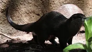 Cute Otters going to the toilet one after the other at the Melbourne Zoo