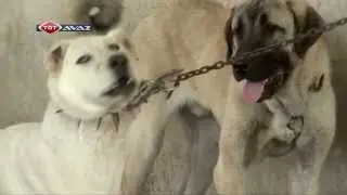 Akbaş Köpekleri