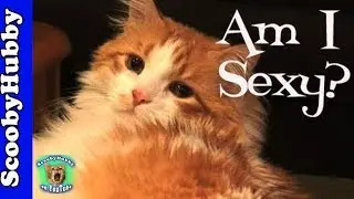 Am I Sexy? -- Cat Clips #1