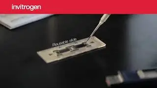 Invitrogen™ Countess™ 3 Automated Cell Counter from Thermo Scientific