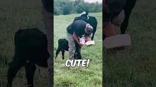 This cow has incredible trust with people 🤯