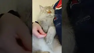 Просто релакс... 🤤 питомник шотландских котят Mel­ody Soul, вэлком 🥰