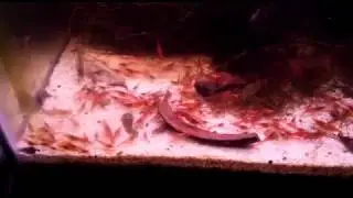 Karides akvaryumu