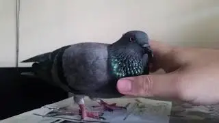 Female Pigeon Cuddling Sound