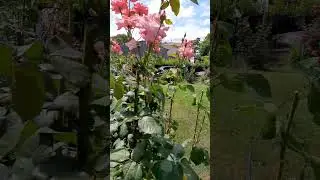 МАЛЕНЬКИЙ ОСТРІВЕЦЬ ТРОЯНД!