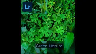 Belajar Lightroom Android  : Edit foto alam/daun jadi lebih menarik
