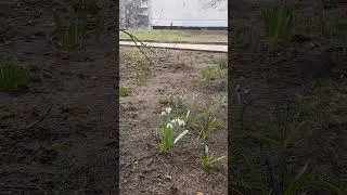 Вот такое чудо в Косино