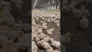 Pollitos Con 7 Dias🐥❤️#shortsvideo#farm