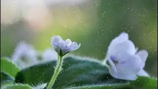 Beautiful Piano Music - Relaxing Music, Study Music, Stress Relief, Sleep Music (SMG) #8