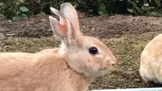 Wild rabbit with missing ears
