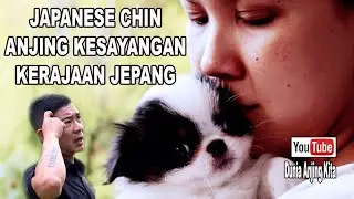 Japanese Chin Anjing Kesayangan Ratu Jepang