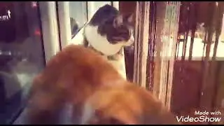 котоклип