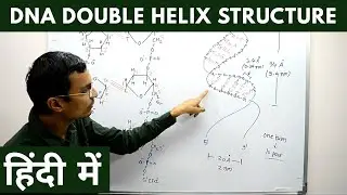 DNA Double Helix structure in Hindi