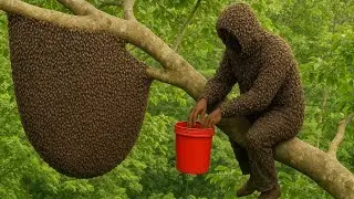 ATTACKED BY BEES: Brave man climbs the world’s tallest tree for wild honey