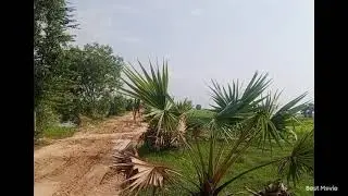 វាលស្រែប្រាំងនៅស្រុកព្រះស្តេច ខេត្តព្រៃវែង