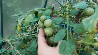Осенью много работ в теплице, скоро нужно начинать) Томаты, бклажаны🤗