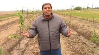 LA UVA SYRAH, CARACTERÍSTICAS Y VARIEDADES DE VINO EN CHINCHA.