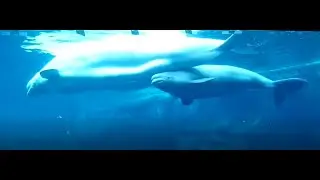 Baby BELUGA WHALE Nursing in RARE VIDEO !!! Georgia Aquarium