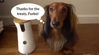 Django Dachshund Gets His Treats from Furbo Dog Camera