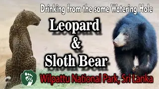 Leopard and Sloth Bear at the same watering hole | Wilpattu National park, Sri Lanka