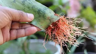 Snake plant propagation | 🪴 One of the easiest way