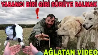SONU AĞLATAN VİDEO!! YABANCI GİBİ KÖPEKLERE YAKLAŞMAK~ÇAPA YAPARKEN GİDERİ PATLATTIK