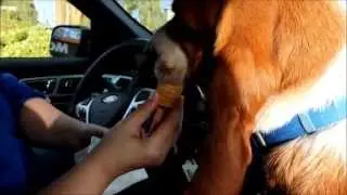 Barkley The Basset - Adventures in Ice Cream!