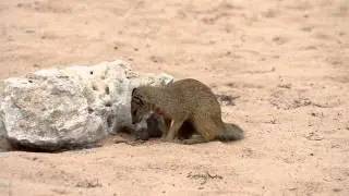 Yellow Mongoose - Kgalagadi Transfrontier National Park