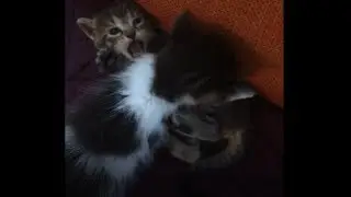 2 CHATONS mignons qui se battent A VOIR ABSOLUMENT