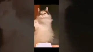 смешные видео про животных