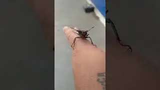 жук олень кусает 