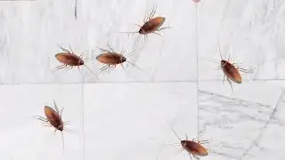 jogos para gatos brincar