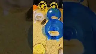 СПОРТ ЗАЛ ДЛЯ ХОМЯКОВ