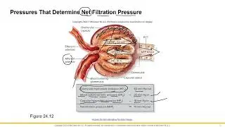 Nephron Physiology 1