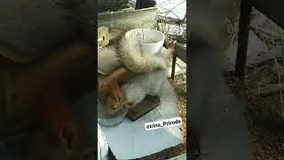 Дуся в позе 