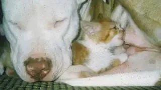 Tribute - Pit Bull 2010