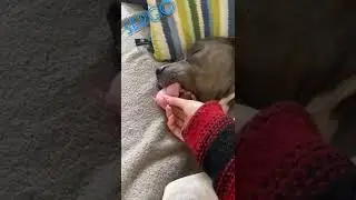 Sleeping Dog 🐶🐕.... interesting videos 🤪😅