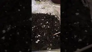 Сажаю статице на рассаду.  О клематис ах, розах и каннах.