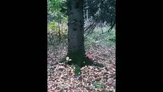 нас не догонят