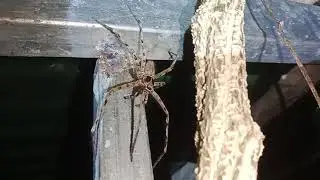 Big Para Lith Spider