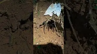 Do NOT put your hand in this Hole..