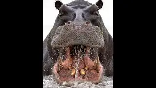 Animal Attacks That Could Have Been Avoided 2021