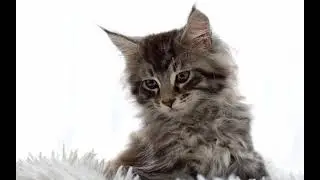 DJ HuKar & Спидовая - Расскажи