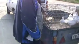 Ярмарка голубей г.Славянск-на-Кубани 17.03.2024г. 4часть