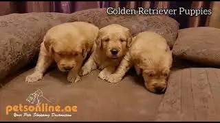 Cute Golden Retriever Puppies| Adorable Puppies for sale in UAE| High Quality Puppies in UAE