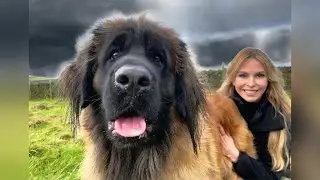 THE GIANT LEONBERGER - DANGEROUS LION DOG?