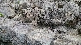 March of the lava crickets