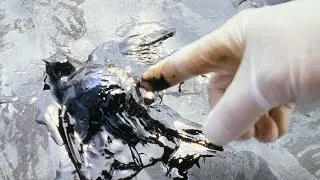 12 Bizarre Creature Photos Explained