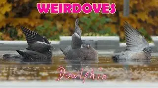 Weirdoves Playing Sailboat
