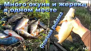 Жерех и окунь в одной точке. Отличная рыбалка